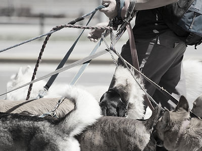 Dogs walking together