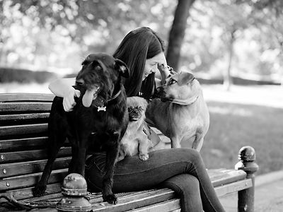 Dogs sitting on a park bench